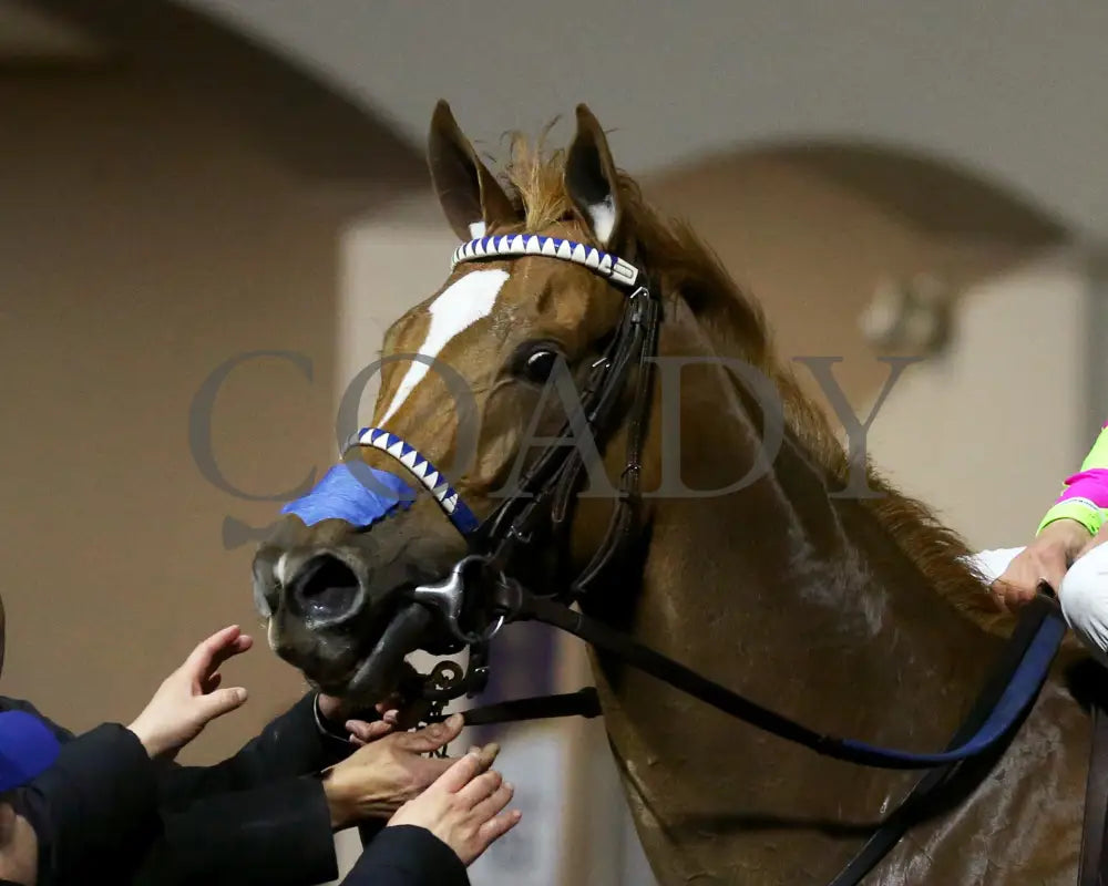 Maxisuperfly - The Cincinnati Trophy 42Nd Running 03-01-24 R06 Tp Post Race 02 Turfway Park