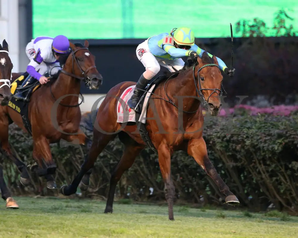 Mr Dumas - Commonwealth Turf G3 167Th Running 11-09-19 R10 Cd Finish 03 Churchill Downs