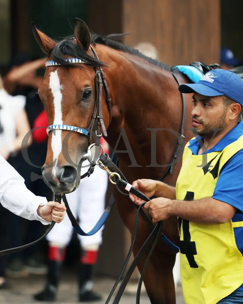 MYSTIK DAN - 053125 - Race 10 - CD The Blame G3 - 6th Running - Paddock 01 Churchill Downs