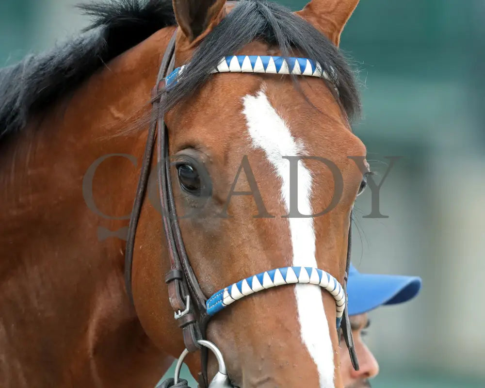 MYSTIK DAN - 053125 - Race 10 - CD The Blame G3 - 6th Running - Post Parade 04 Churchill Downs