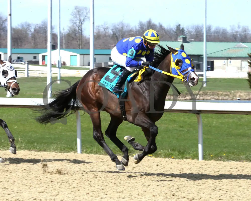 Okiro - The Animal Kingdom Stakes 38Th Running 03 - 23 - 24 R07 Turfway Park Finish 02 Paige West 01