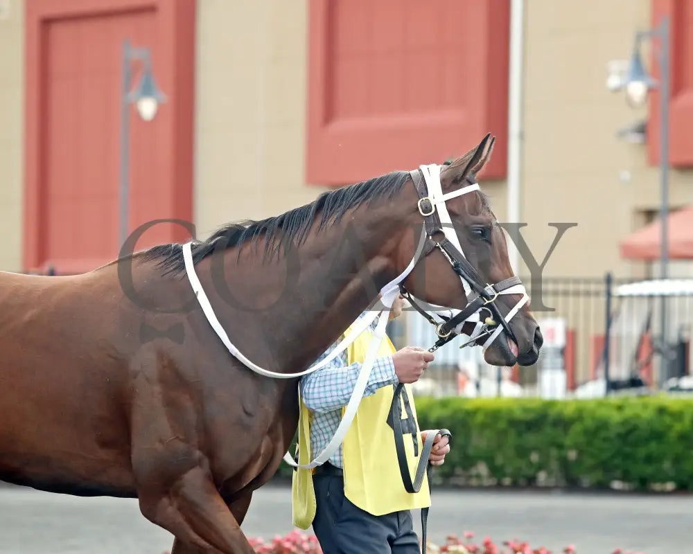 OUR LADY - The Malvern Rose Stakes - 19th Running - 07-07-25 - R07 - Presque Isle Downs - Paddock 04 Presque Isle Downs