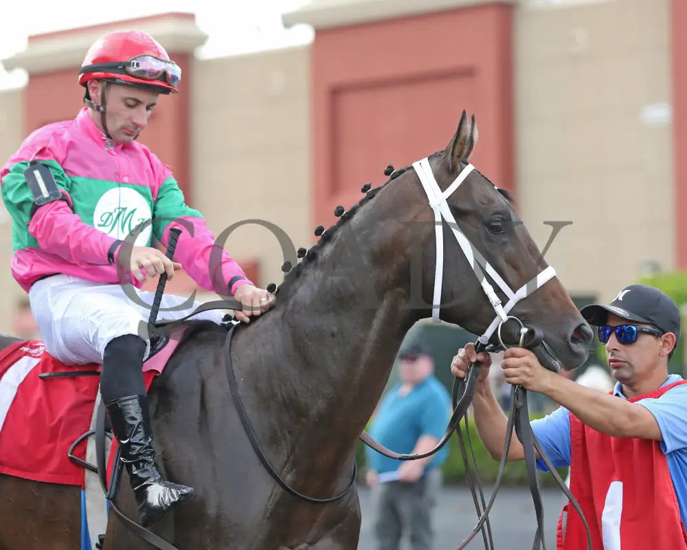 Ponce De Leon - The Tom Ridge Stakes 18Th Running 06-17-24 R07 Pid Paddock 05 Presque Isle Downs
