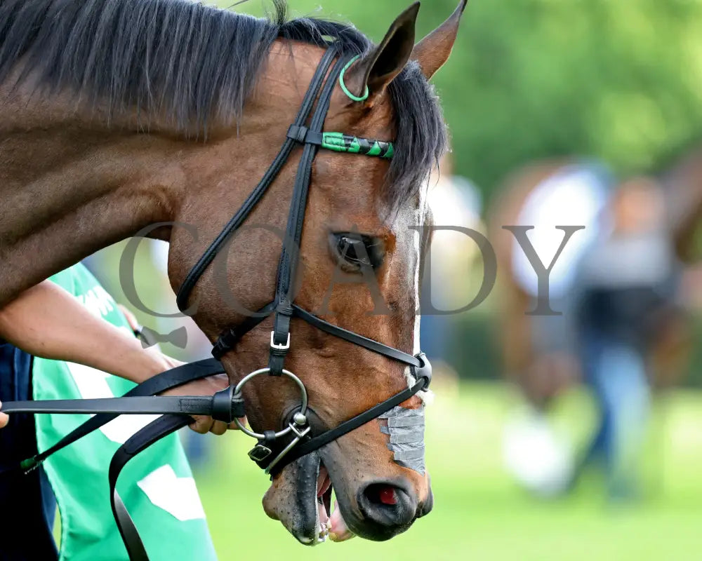 QUIETSIDE - Fantasy Stakes G2 - 53rd Running - 03-29-25 - R12 - OP - Paddock 02 Oaklawn Park