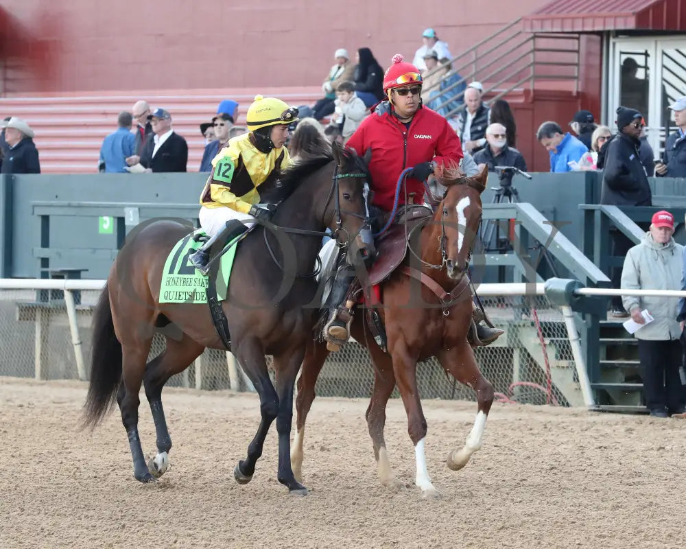 QUIETSIDE - The Honeybee Stakes G3 - 02-23-25 - R09 - OP - Post Parade 02 Oaklawn Park