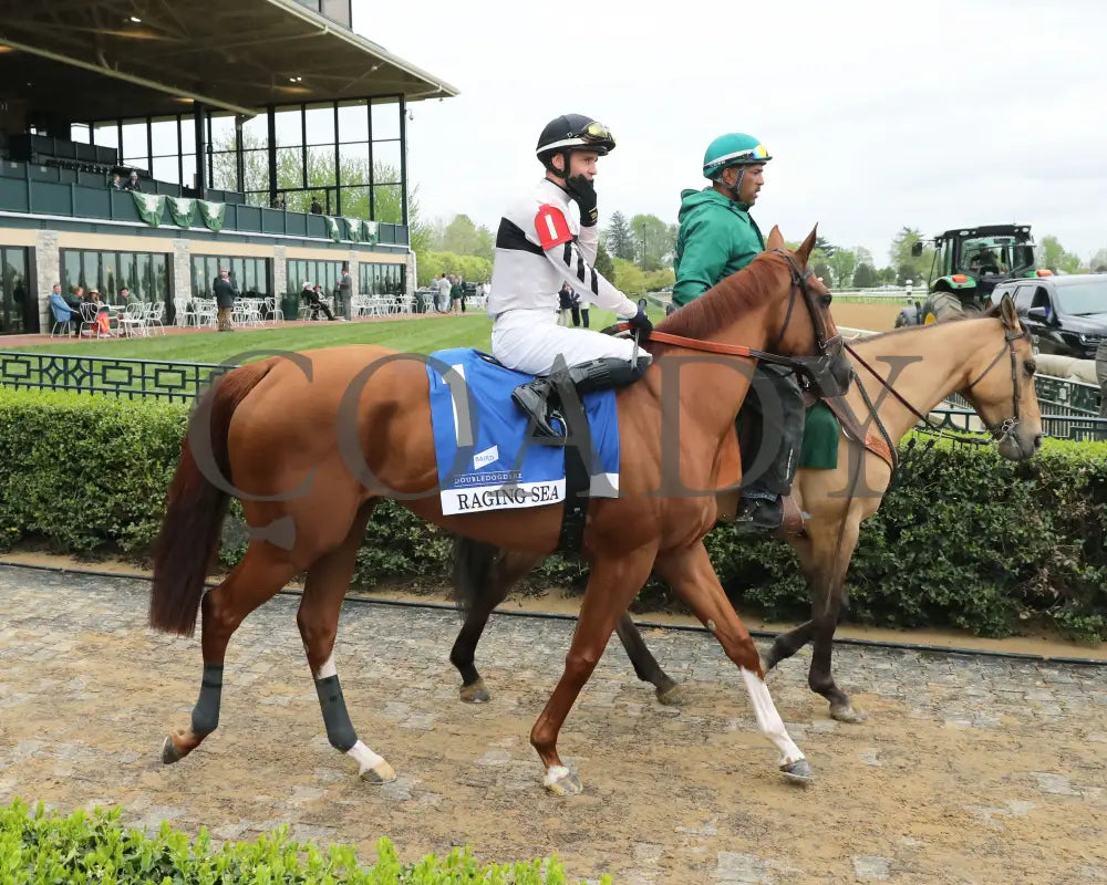 Raging Sea - The Baird Doubledogdare G3 29Th Running 04 - 19 - 24 R09 Kee Post Parade 01 Keeneland