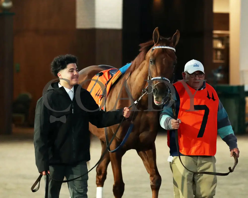 Rattle N Roll - The Clark G2 150Th Running 11-29-24 R11 Cd Paddock 02 Churchill Downs