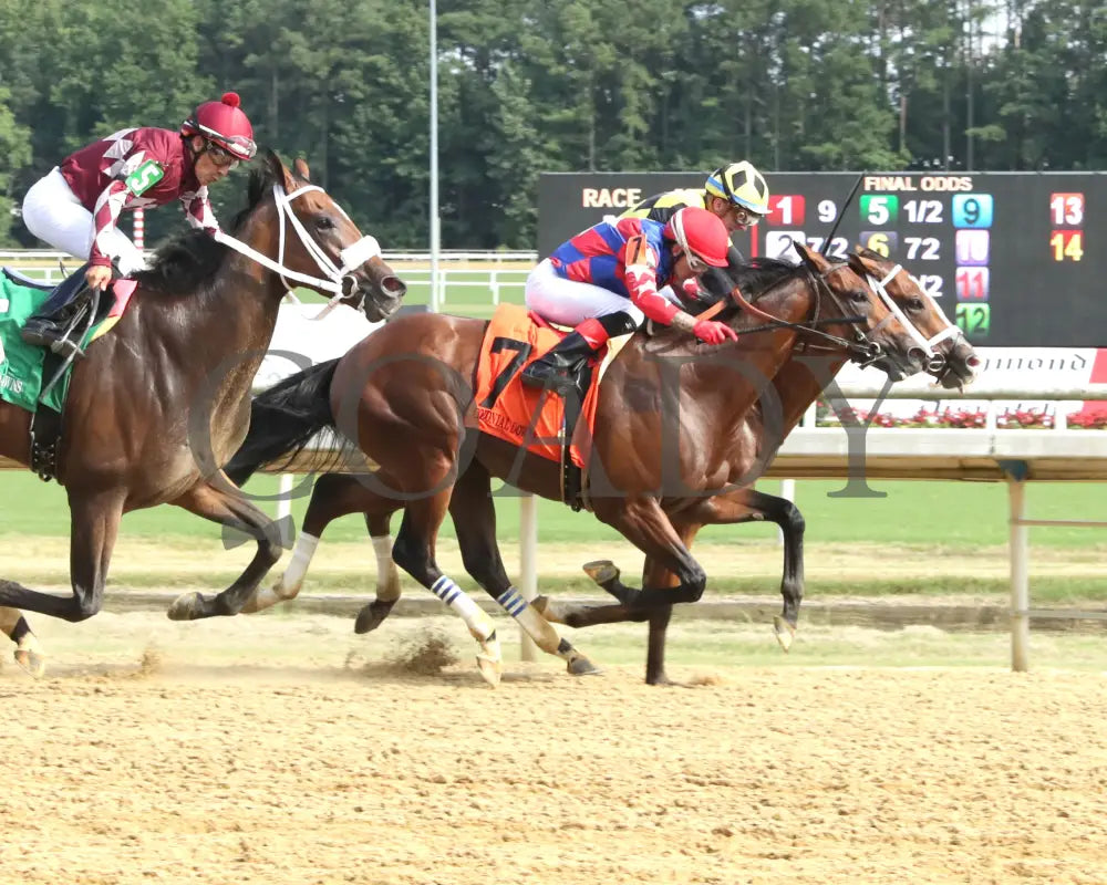 Regalo - The Petramalo Mile 08-11-24 R05 Cnl Finish 01 Colonial Downs