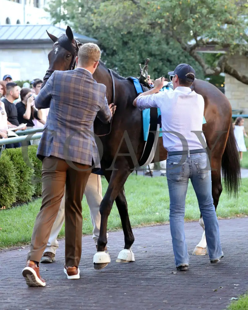 RHETORICAL - 100425 - Race 10 - KEE - Paddock 01 Keeneland