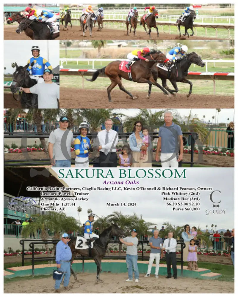 Sakura Blossom - Arizona Oaks 03 - 14 - 24 R06 Tup Turf Paradise