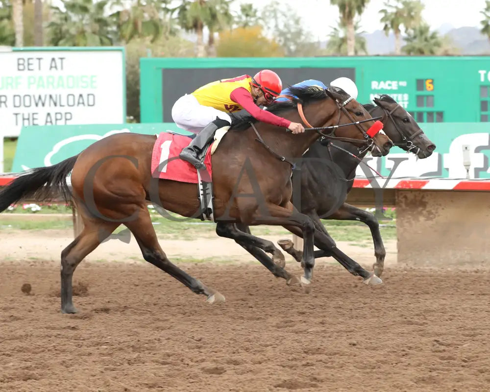Sakura Blossom - Arizona Oaks 03 - 14 - 24 R06 Turf Paradise Finish