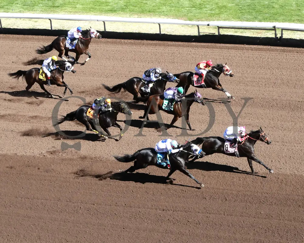 SCOOPS DYNASTY - The AQHA Racing Challenge Championship Gl - 10-18-25 - R13 - ALB (Copy) Turf Paradise