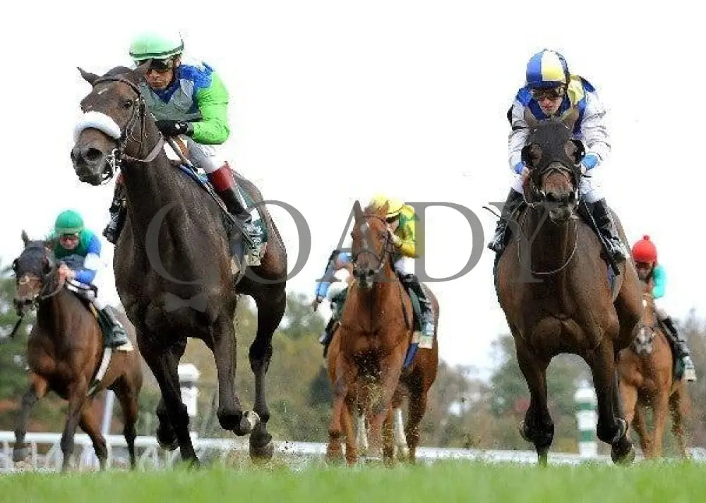 Senada - Under Rail The 20Th Running Of The Rood Keeneland