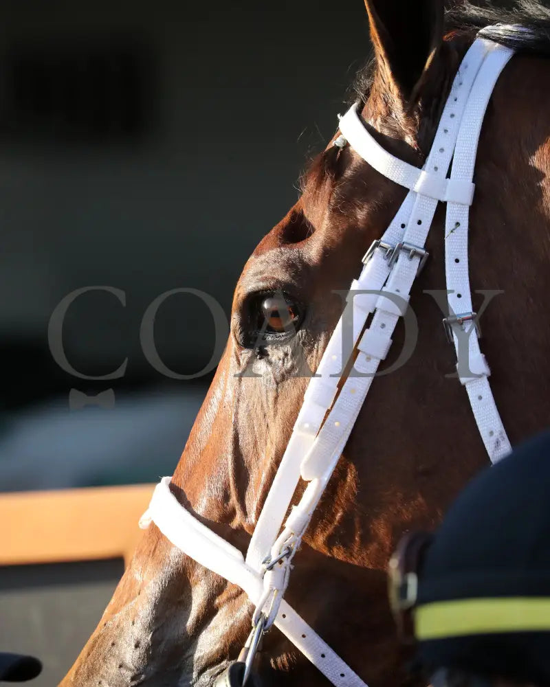 SHAPE NOTE - 111525 - Race 08 - CD - Come Back 04 - Coady Media - Kurtis Coady Photography