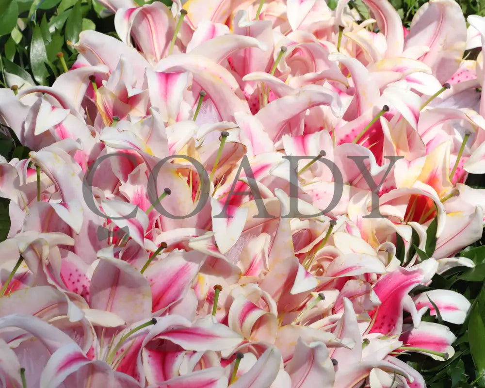 Shedaresthedevil - The Longines Kentucky Oaks 146Th Running 09-04-20 R12 Cd Lilies 01 Churchill