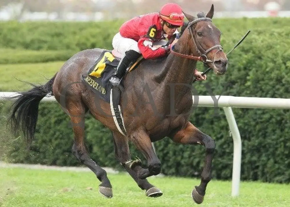 Tahoe Lake - 4 101211 Race 08 Keeneland