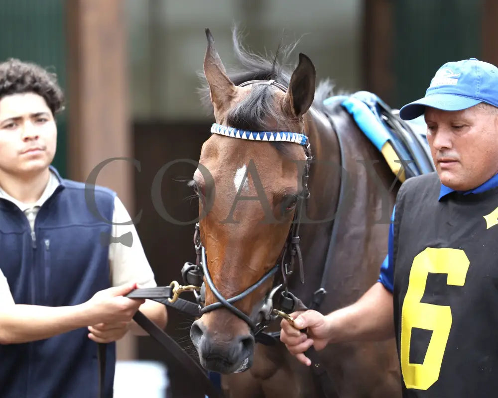 TAKE CHARGE MILADY - The Monomoy Girl Overnight Stakes - 06-14-25 - R05 - CD - Paddock 02 Churchill Downs