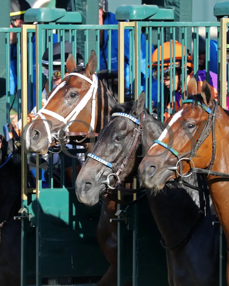 TOMMY JO - The Darley Alcibiades G1 - 10-03-25 - R09 - KEE - Start 03 Keeneland