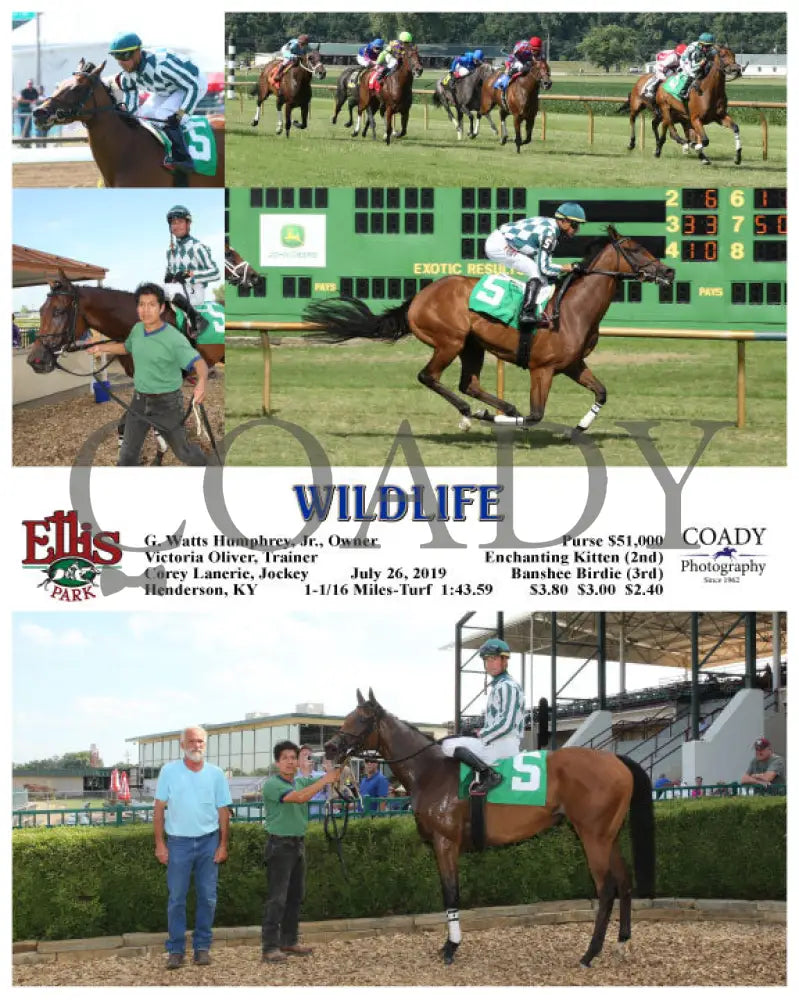 Wildlife - 07-26-19 R08 Elp Ellis Park