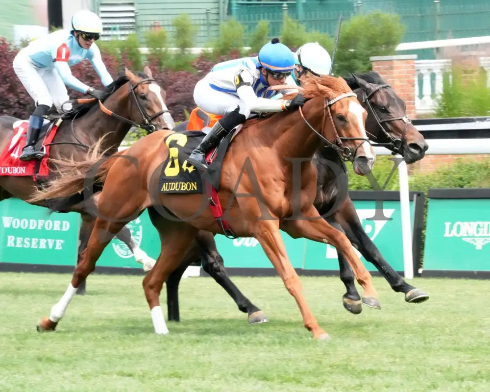 WORLD BEATER - 053125 - Race 07 - CD The Audubon - 6th Running - Finish 02 Churchill Downs
