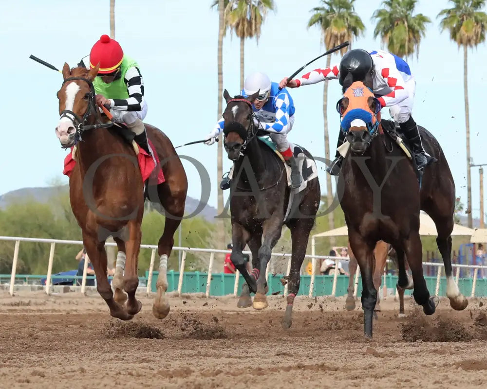 Yankee Dollar - Molly P Stakes 02-19-24 R07 Turf Paradise Under Rail