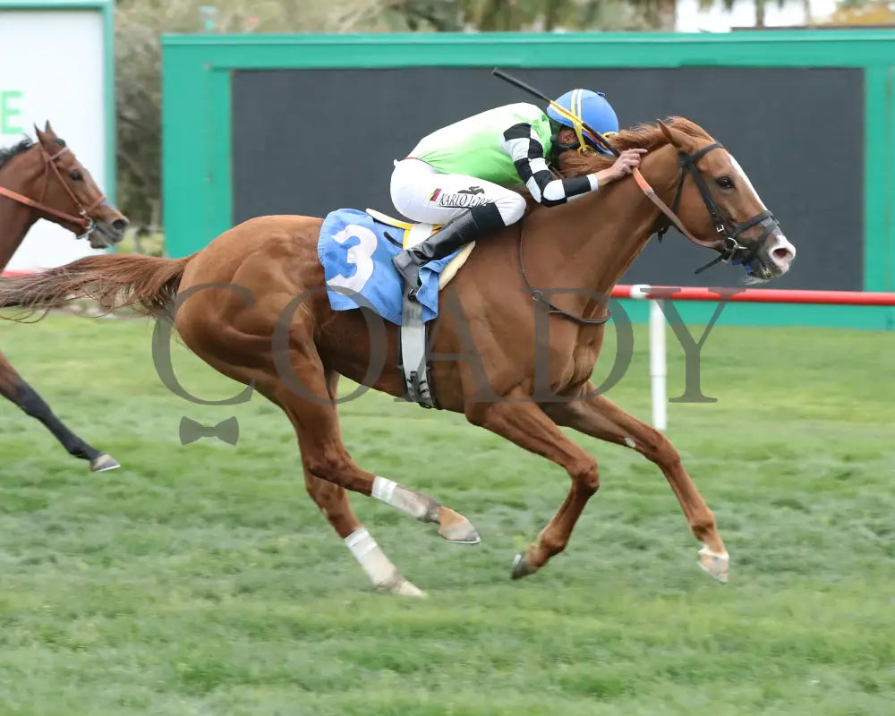 Yankee Dollar - Queen Of The Green 03 - 14 - 24 R09 Turf Paradise Finish 2