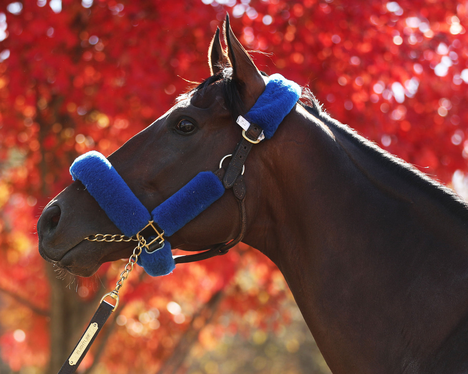 Flightline - Horse of the Year
