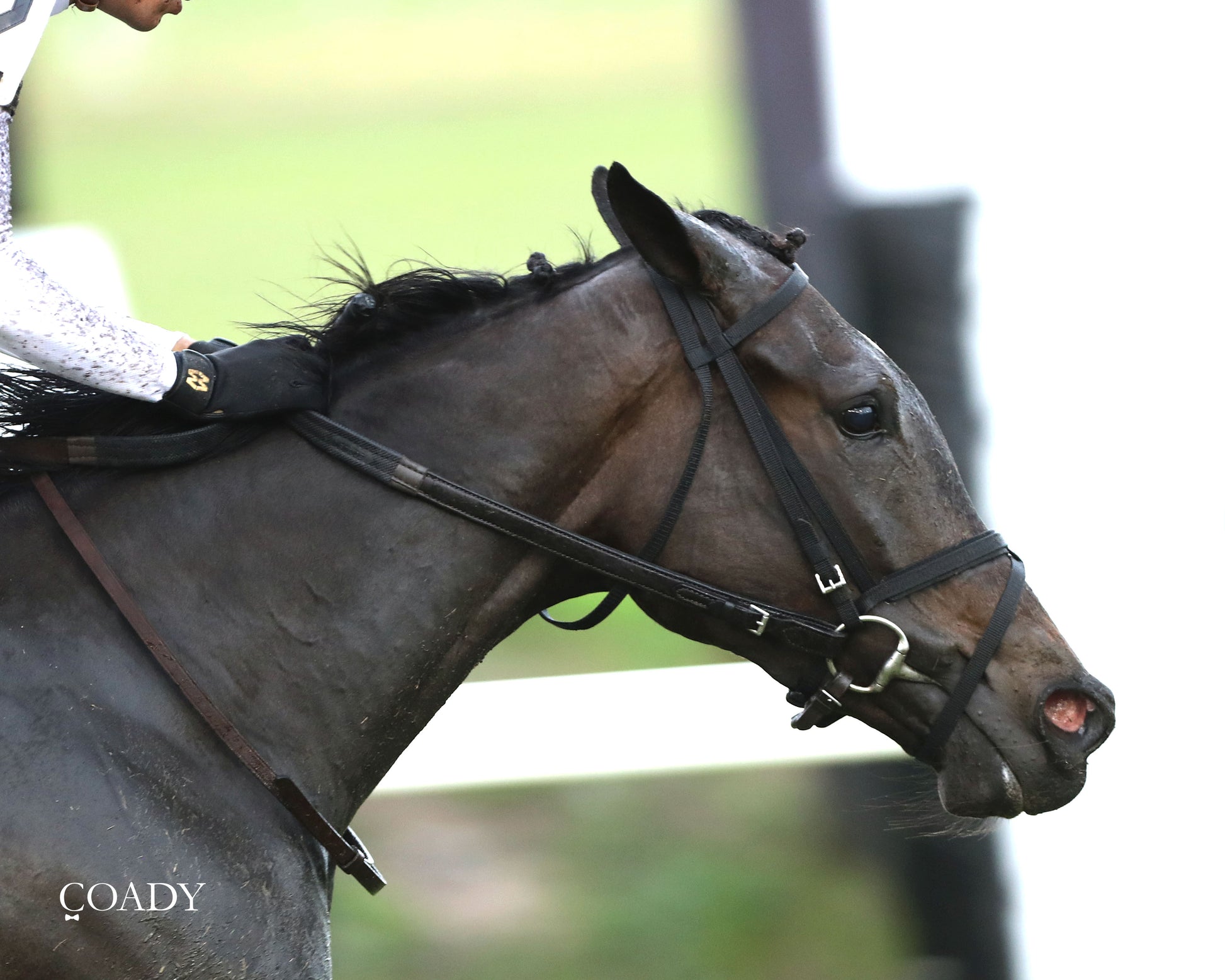 AS CATCH CAN - The Old Dominion Oaks - 09-06-25 - R09 - CNL - Close Finish 02 - Coady Media - Kurtis Coady Photography