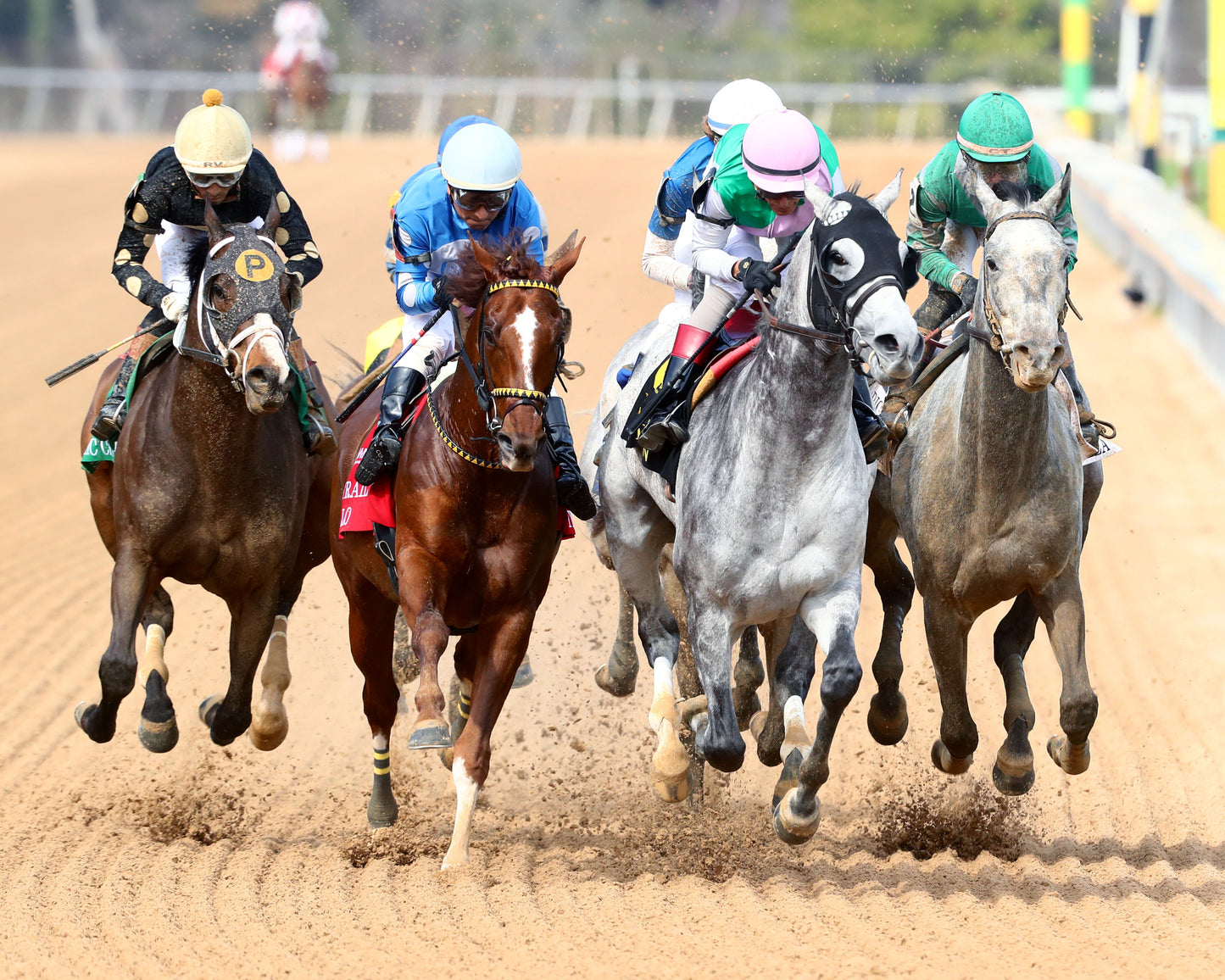 BATTEN DOWN - Pig Trail Overnight Stakes - 03-01-26 - R05 - OP - First Turn 01 - Coady Media - Kurtis Coady Photography