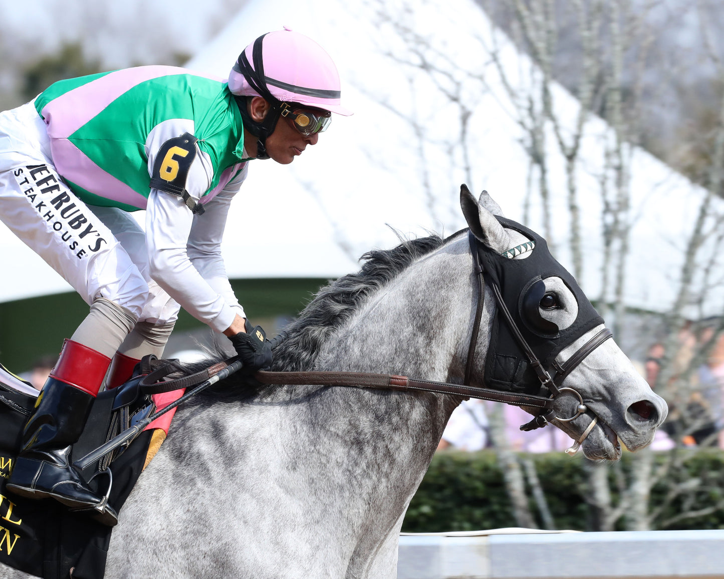 BATTEN DOWN - Pig Trail Overnight Stakes - 03-01-26 - R05 - OP - Gallop Out 01 - Coady Media - Kurtis Coady Photography