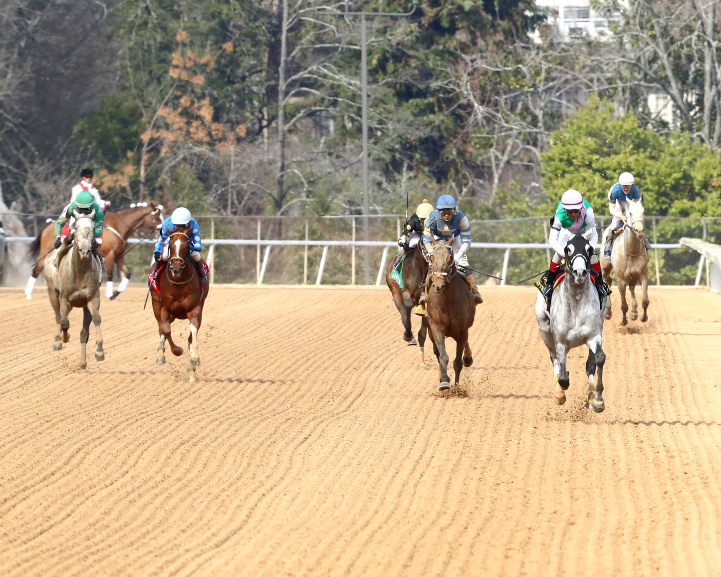 BATTEN DOWN - Pig Trail Overnight Stakes - 03-01-26 - R05 - OP - Head On 01 - Coady Media - Kurtis Coady Photography