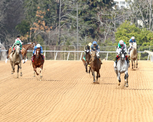 BATTEN DOWN - Pig Trail Overnight Stakes - 03-01-26 - R05 - OP - Head On 01 - Coady Media - Kurtis Coady Photography