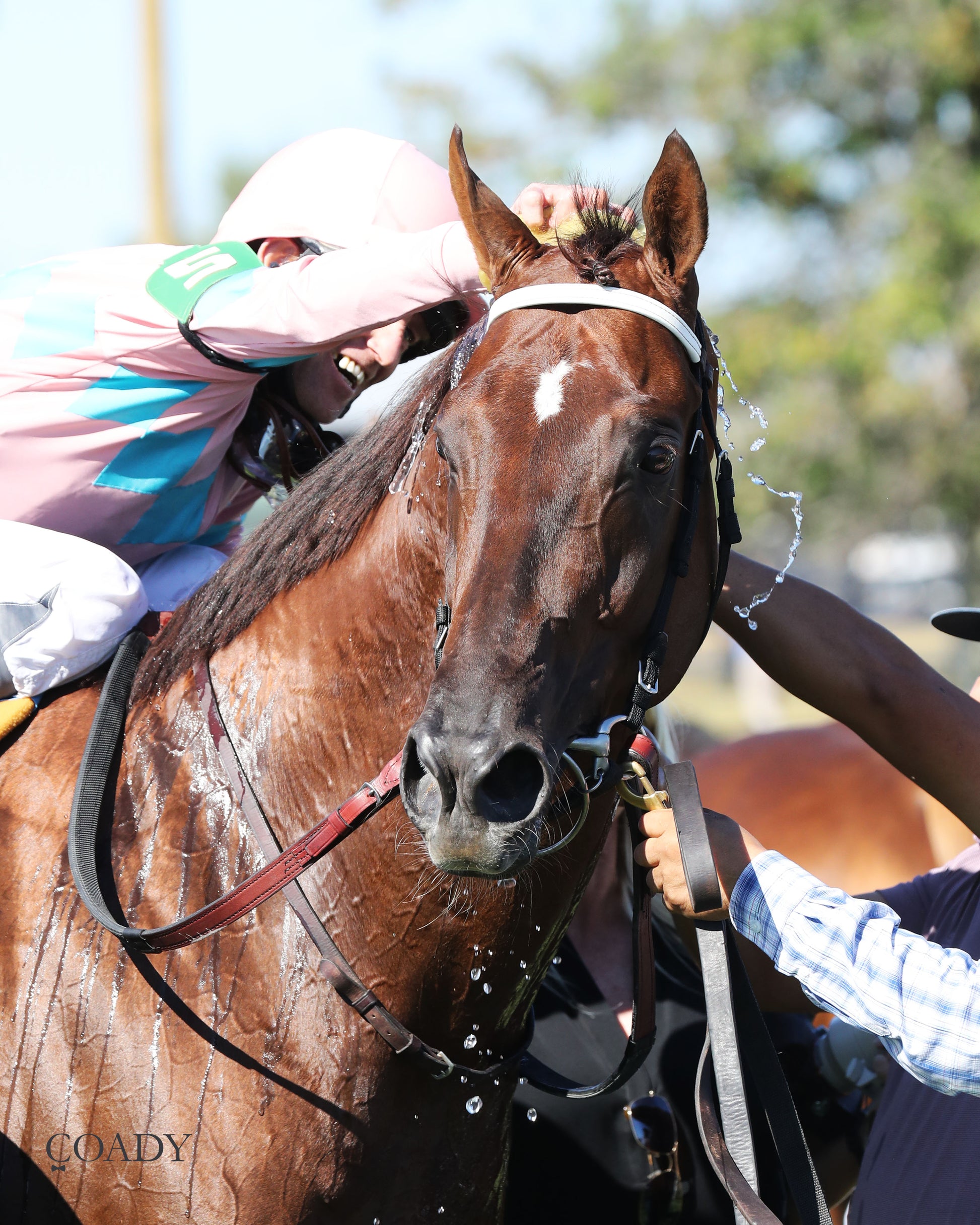 BEAR RIVER - Mint Kentucky Turf Sprint Stakes - G2 - 08-30-25 - R09 - KD - Headshot 03 - Coady Media - Kurtis Coady Photography