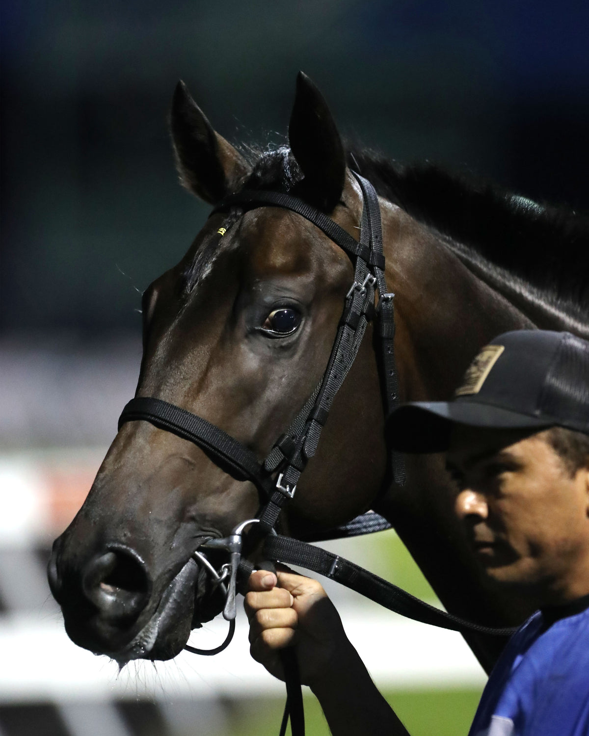 BOSSY WOSSY - The Fitz Dixon Jr. Memorial Juvenile Stakes - 09-18-26 - R07 - PID - Paddock