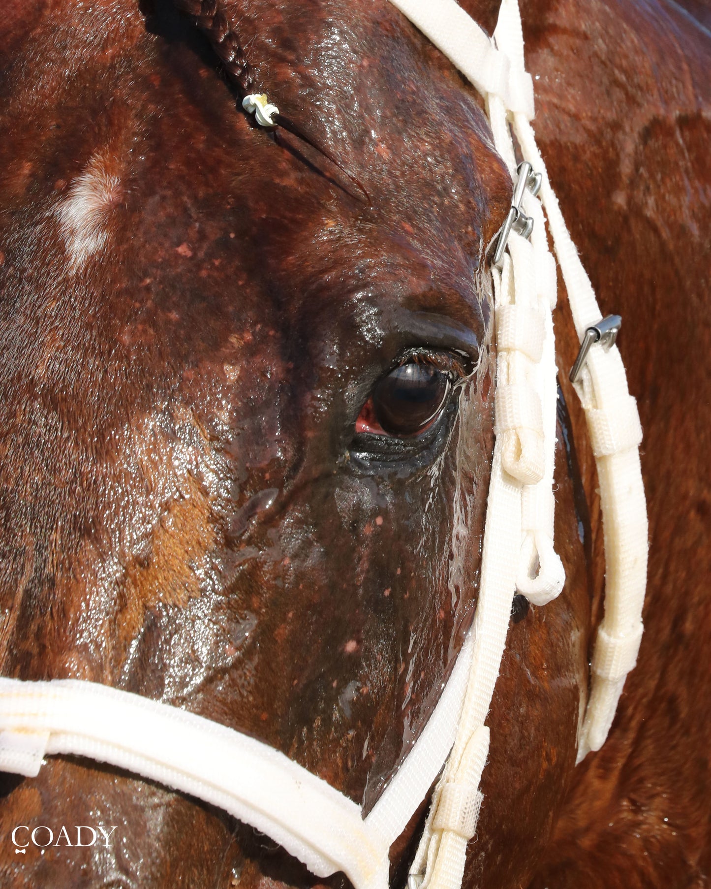 CHASING THE CROWN - The NTL Tight Spot Overnight Handicap - 08-31-25 - KD - Scenic 01 - Coady Media - Kurtis Coady Photography