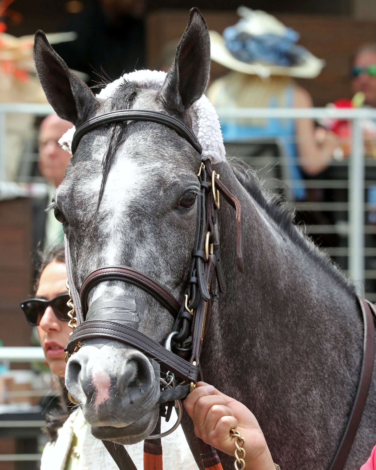 CLASSIC Q - The Longines Churchill Distaff Turf Mile G2 - 05-02-26 - R07 - Churchill Downs - Paddock 01 - Coady Media - Kurtis Coady Photography