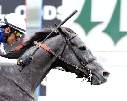 CLASSIC Q - The Longines Churchill Distaff Turf Mile G2 - 05-02-26 - R07 - Churchill Downs - Tight Finish 02 - Coady Media - Kurtis Coady Photography