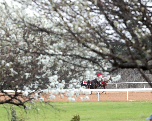 CLASS PRESIDENT - Rebel Stakes G2 - 03-01-26 - R11 - OP - Come Back 08 - Coady Media - Kurtis Coady Photography