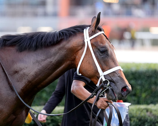 CLASS PRESIDENT - Rebel Stakes G2 - 03-01-26 - R11 - OP - Head Shot 01 - Coady Media - Kurtis Coady Photography