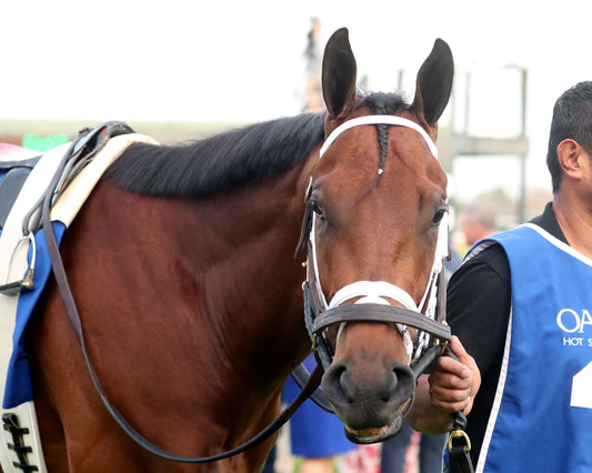 CLASS PRESIDENT - Rebel Stakes G2 - 03-01-26 - R11 - OP - Paddock 01 - Coady Media - Kurtis Coady Photography