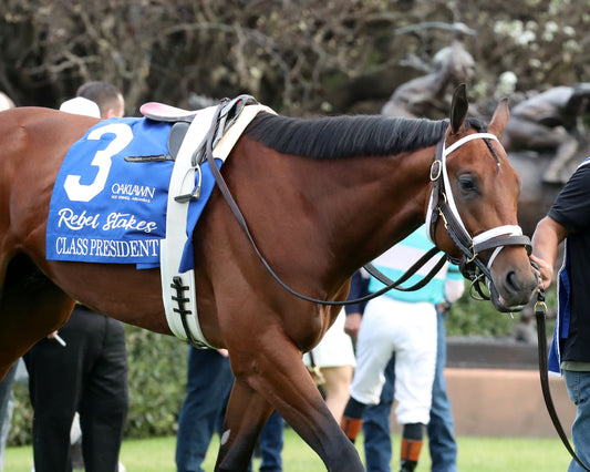 CLASS PRESIDENT - Rebel Stakes G2 - 03-01-26 - R11 - OP - Paddock 04 - Coady Media - Kurtis Coady Photography