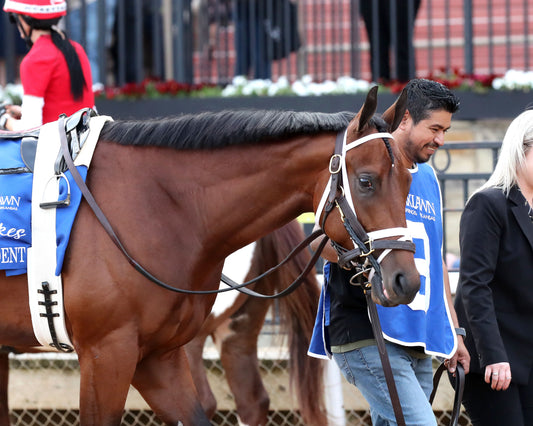 CLASS PRESIDENT - Rebel Stakes G2 - 03-01-26 - R11 - OP - Paddock 05 - Coady Media - Kurtis Coady Photography