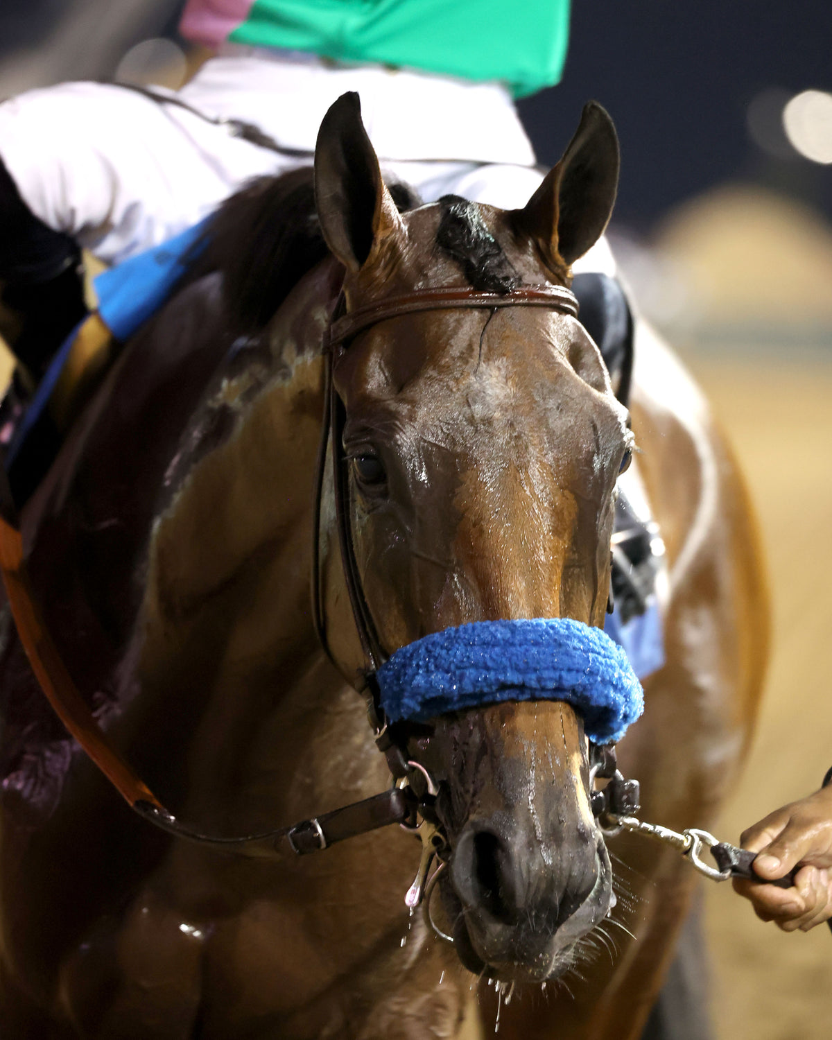 CONSEQUENT - The Seneca Overnight Stakes - 09-19-26 - R10 - CD - Come Back 01