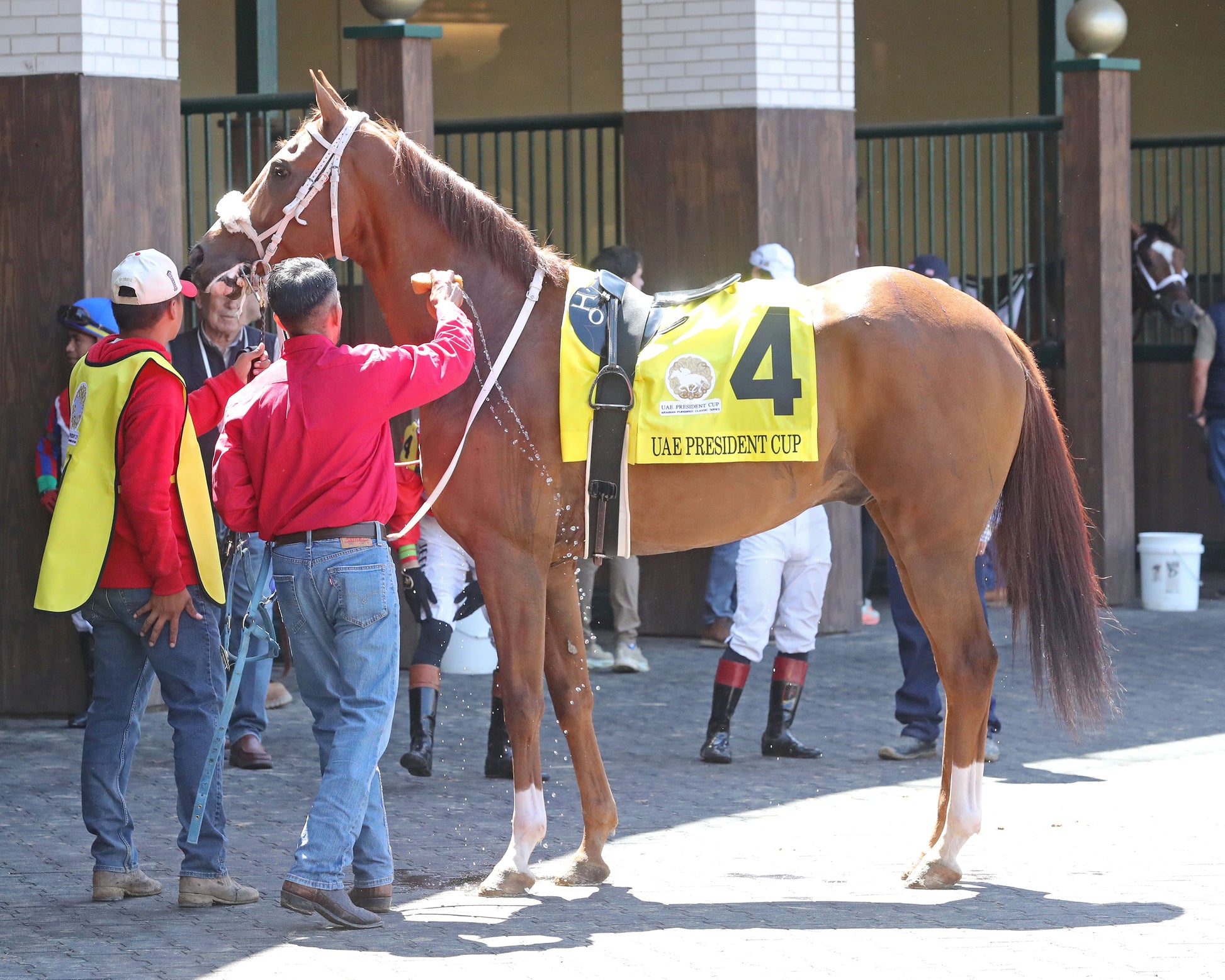 DIAMOND GEM AA - 043026 - Race 06 - CD - Paddock 02 - Coady Media - Kurtis Coady Photography