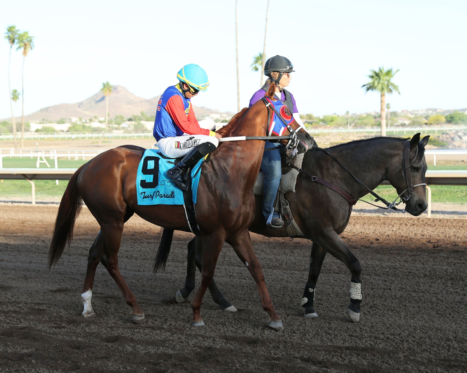 DISTANT FLEET - Phoenix Gold Cup - 03-21-26 - R08 - Turf Paradise - Post Parade - Coady Media - Kurtis Coady Photography