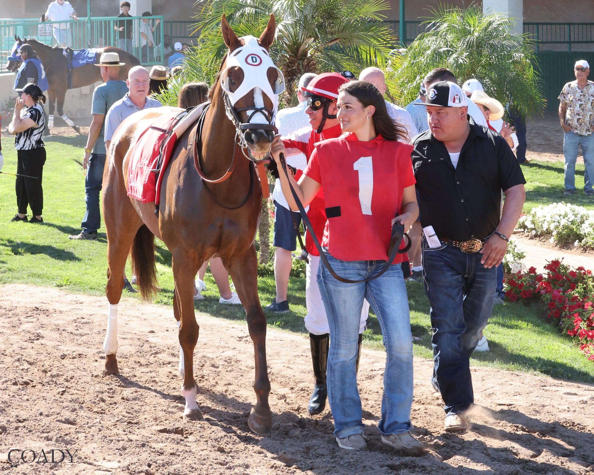 DONTGIVEUPTHEFIGHT - Queen Of The Green Handicap - 03-21-26 - R04 - Turf Paradise - Paddock - Coady Media - Kurtis Coady Photography