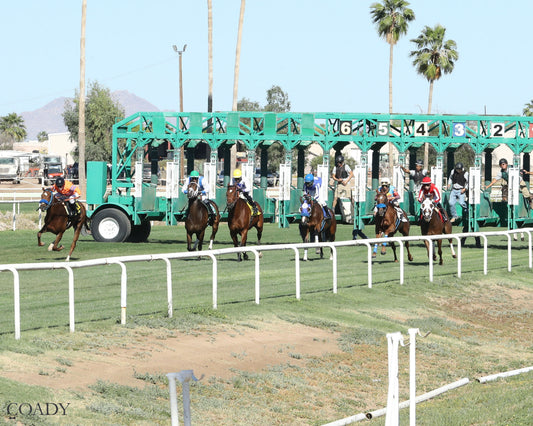 DONTGIVEUPTHEFIGHT - Queen Of The Green Handicap - 03-21-26 - R04 - Turf Paradise - Starting Gate - Coady Media - Kurtis Coady Photography