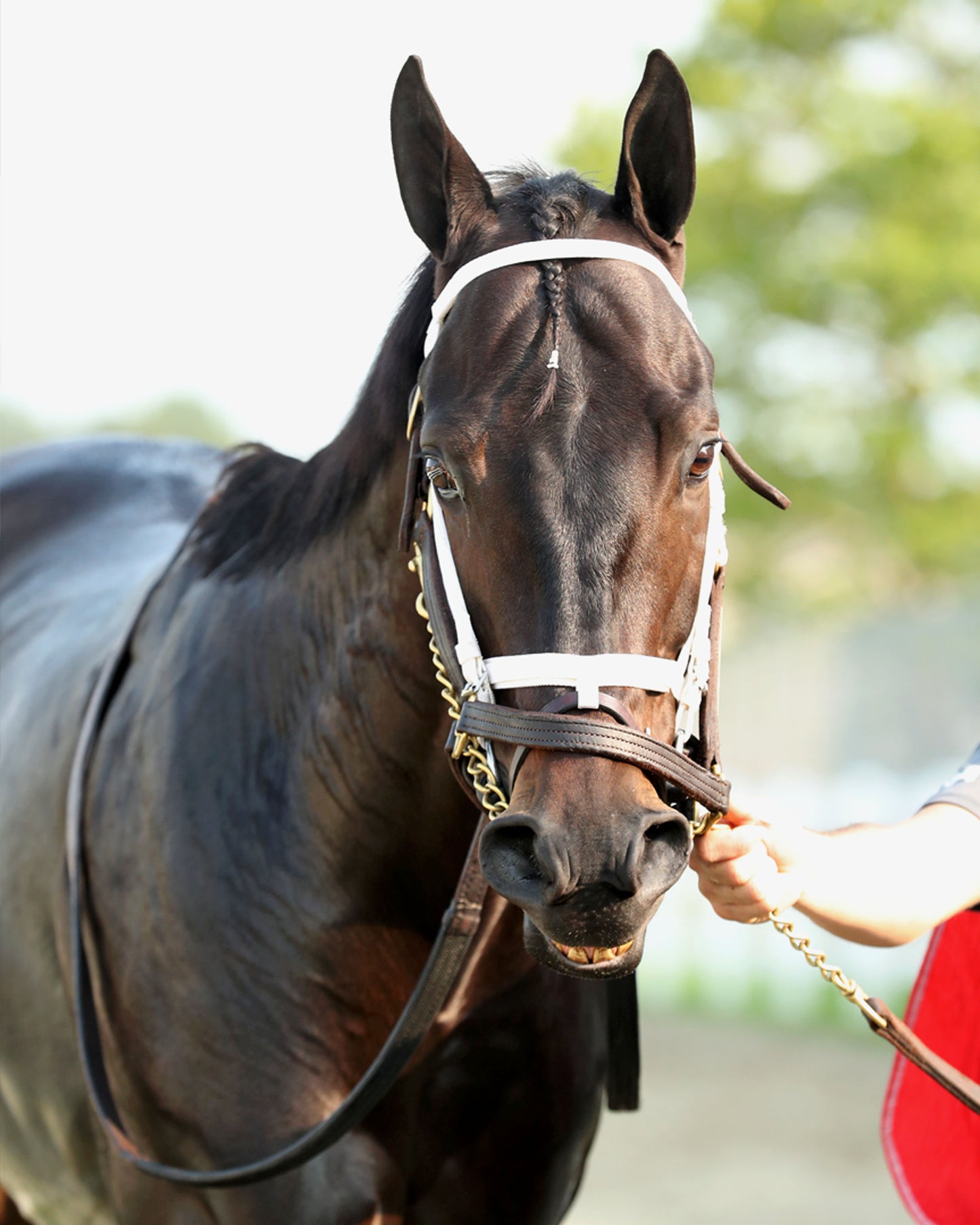 ENCINO - The Avery Whisman Memorial Stakes - 08-10-26 - R07 - PID - Paddock 01