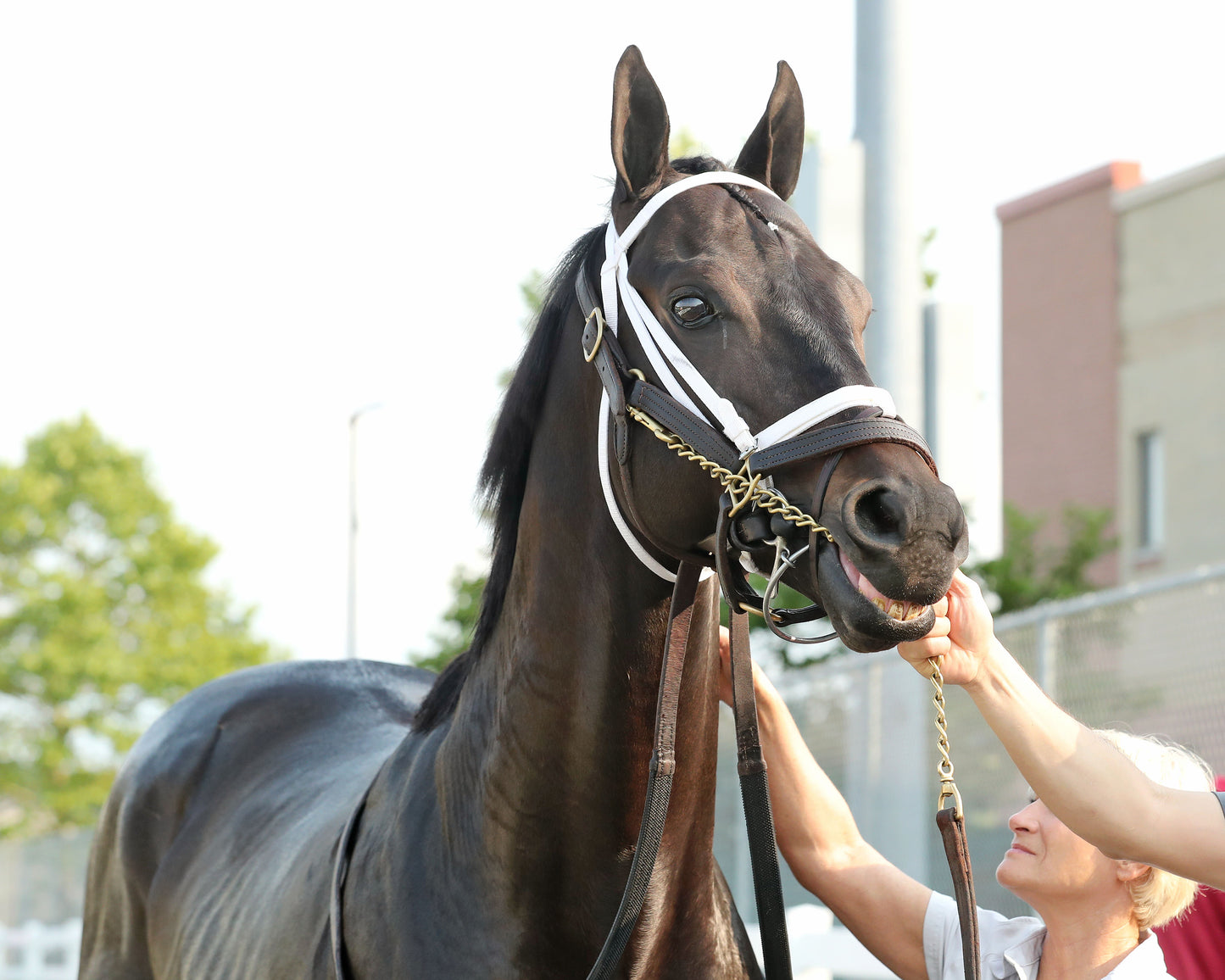 ENCINO - The Avery Whisman Memorial Stakes - 08-10-26 - R07 - PID - Paddock 03