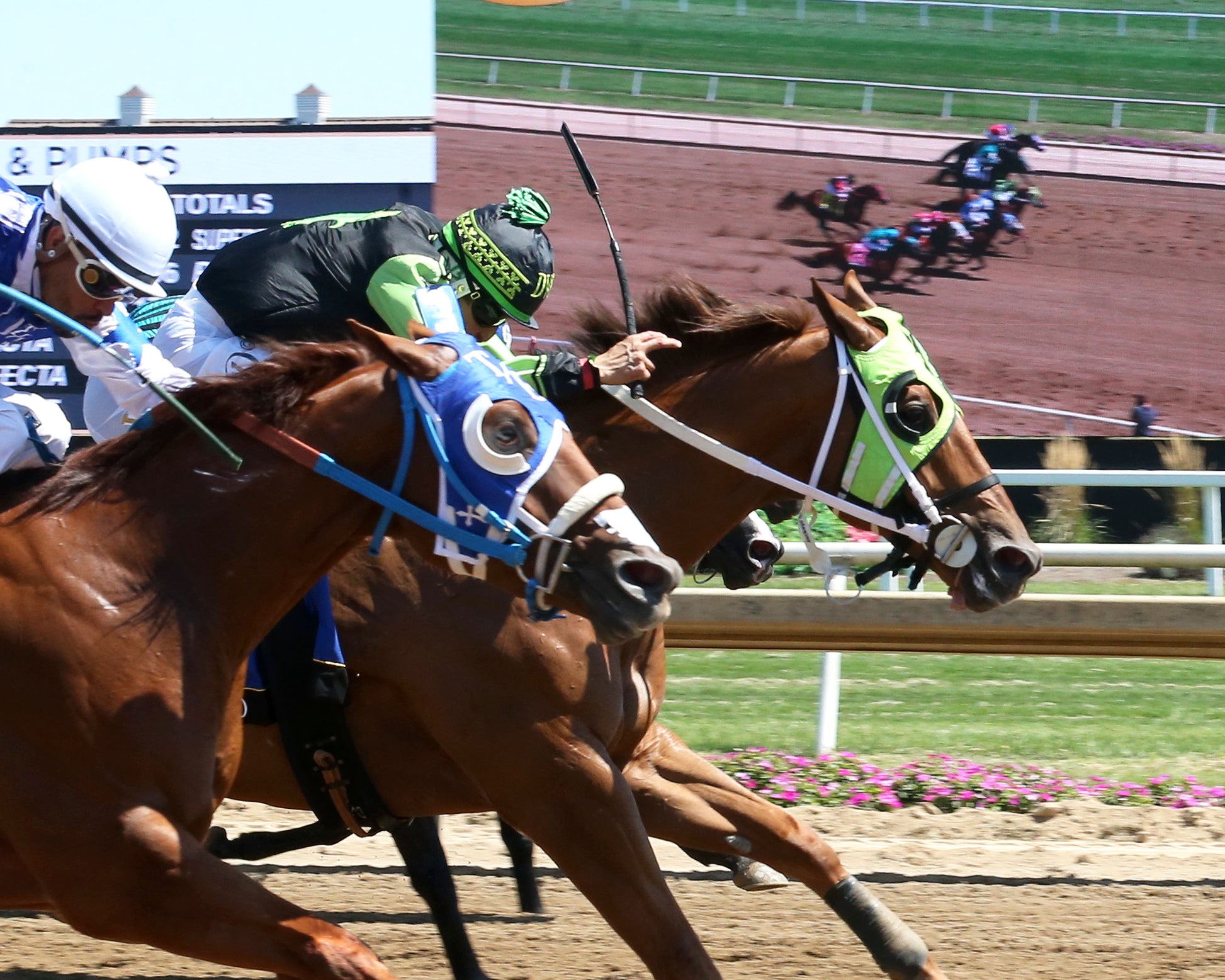 ESCONDIDO GOLD - QHRAI Stallion Service Auction Derby Invitational - 08-30-25 - R06 - Horseshoe Indiana - Tight Finish 01 - Eli Davis - Coady Media - Kurtis Coady Photography